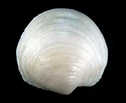 Anodontia edentuloides.