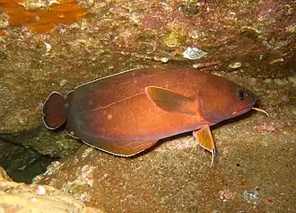 Lotella rhacina, un Moridae