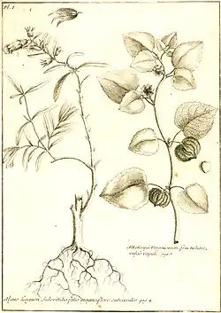 À droite Alkékenge