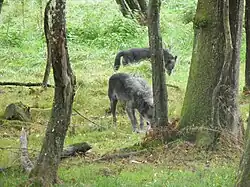 Loups noirs de l'ouest canadien.