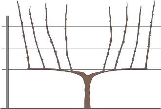 Cordon de Royat double, avant la taille