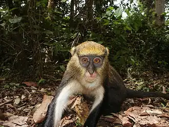 Mone de Lowe (Cercopithecus lowei)
