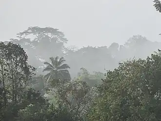 Forêt du massif de Ziama (Guinée)