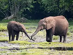 Photographie d'un éléphant adulte et d'un jeune marchant dans une zone humide, avec des arbres en arrière-plan.