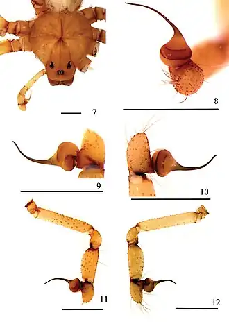 Description de l'image Loxosceles ericsoni (10.3897-zookeys.806.27404) Figures 7–12.jpg.