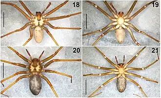 Description de l'image Loxosceles malintzi (10.3897-zookeys.802.28445) Figures 18–21.jpg.