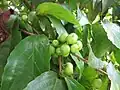jeunes fruits immatures de Flacourtia jangomas.