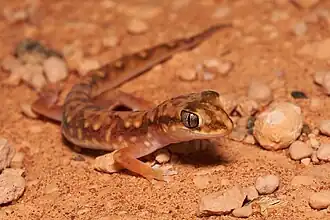 Description de l'image Lucasium alboguttatum.jpg.