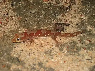 Description de l'image Lucasium steindachneri 14712301.jpg.