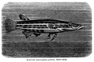 Description de l'image Luciocephalus pulcher.jpg.