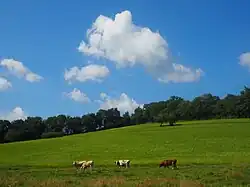 Photo montrant des vaches dans un pré.