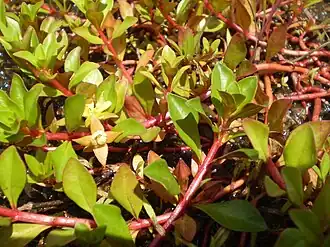 Description de cette image, également commentée ci-après