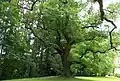 Arbre du parc du château