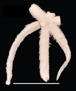 Luidia barbadensis