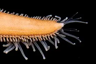 Détail d'une pointe de bras avec podia.