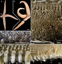 Luidia iwakiensis