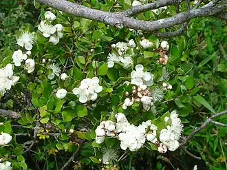 Fleurs de l'Arrayán (Luma apiculata)