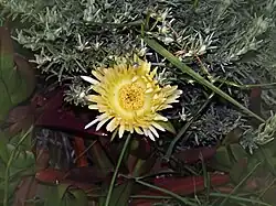 Griffe de sorcière : fleur jaune.