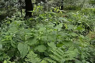 Lunaire vivace, Xonrupt.