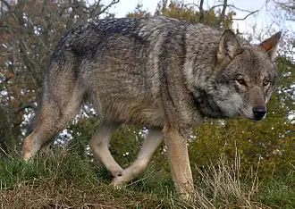 Le loup gris est à nouveau présent depuis 2011.
