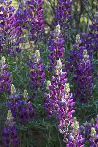 Description de l'image Lupinus albifrons.jpg.