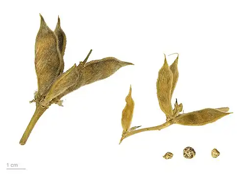 Siliques et graines de Lupins jaunes - Muséum de Toulouse.