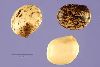 Graines de lupin des Andes (Lupinus mutabilis).