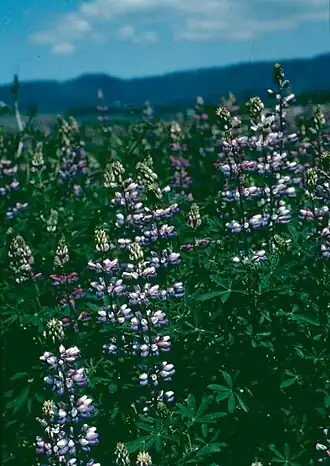 Description de l'image Lupinusalbicaulis.jpg.