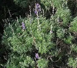 Lupinus longifolius.