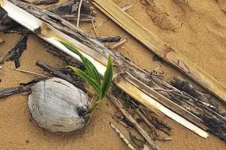 Jeune pousse de cocotier