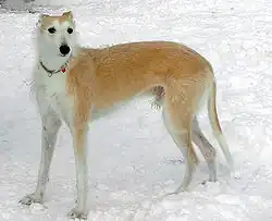 Lurcher (type Greyhound).