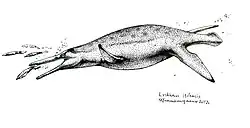 Dessin d'un Luskhan itilensis