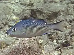 Un vivaneau chien rouge (Lutjanus bohar)
