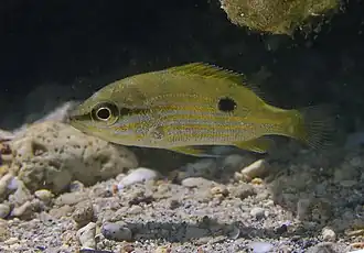 Lutjanus fulviflamma juvénile