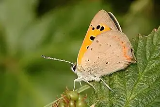 Lycaena phlaeas face ventrale