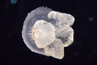 Description de l'image Lychnorhiza lucerna 01.jpg.