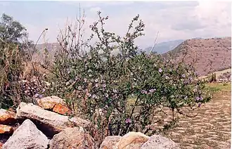 Description de l'image Lycianthes_lycioides_Pitunilla_janv_2005.JPG.