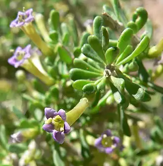 Description de l'image Lycium andersonii 6.jpg.