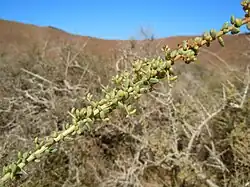 Détail des branches.