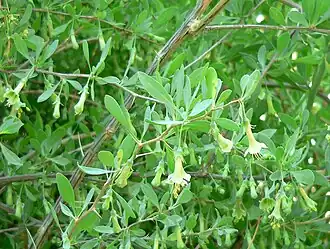 Description de l'image Lycium pallidum 1.jpg.