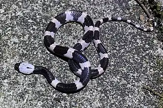 Description de l'image Lycodon futsingensis 85421219 (cropped).jpg.