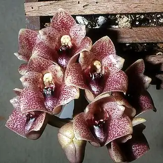 Description de cette image, également commentée ci-après