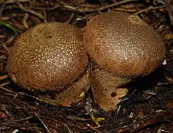 Vesses-de-loup perlées vieillissantes.