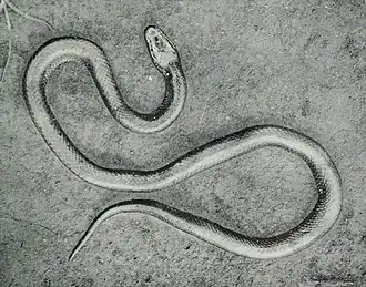 Description de l'image Lycophidion laterale.jpg.