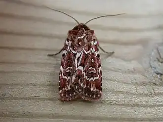 Description de cette image, également commentée ci-après