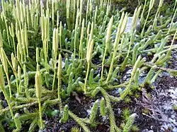 Lycopode en massue au Tanet.