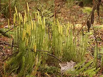 Description de l'image Lycopodium annotinum 161102a.jpg.