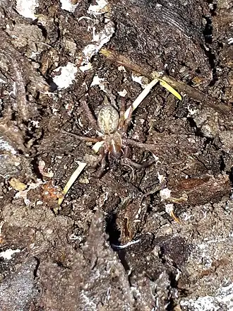 Description de l'image Lycosoides coarctata 14691647.jpg.