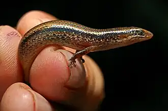 Description de l'image Lygos bowri 100209-0771 tdp.jpg.