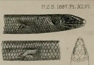 Description de l'image Lygosoma (Eumecia) johnstoni.png.